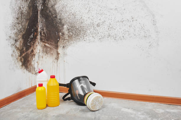 Best Professional Mold Removal  in Davis, OK