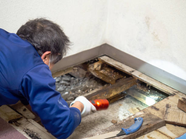 Best Best Mold Removal Companies  in Davis, OK