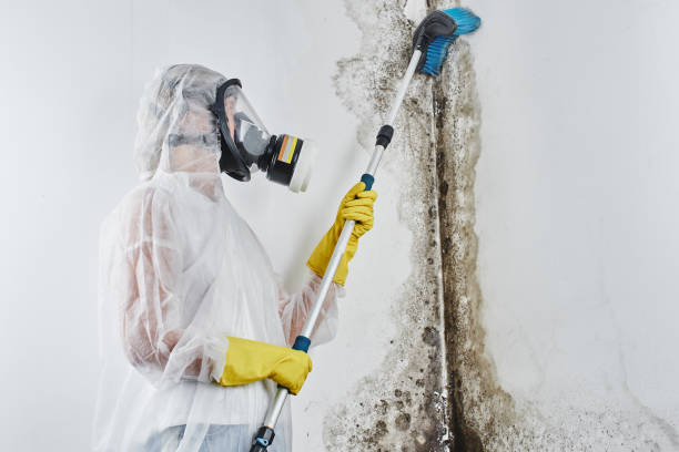 Best Mold Remediation  in Davis, OK