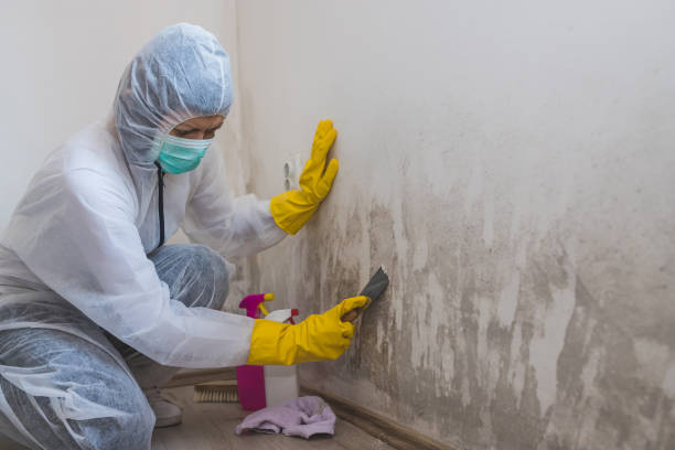 Best Local Mold Removal Service  in Davis, OK