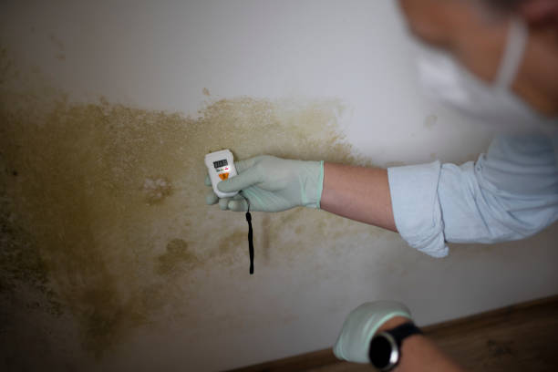 Best Mold Testing and Removal  in Davis, OK