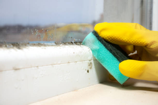 Best Home Mold Removal  in Davis, OK