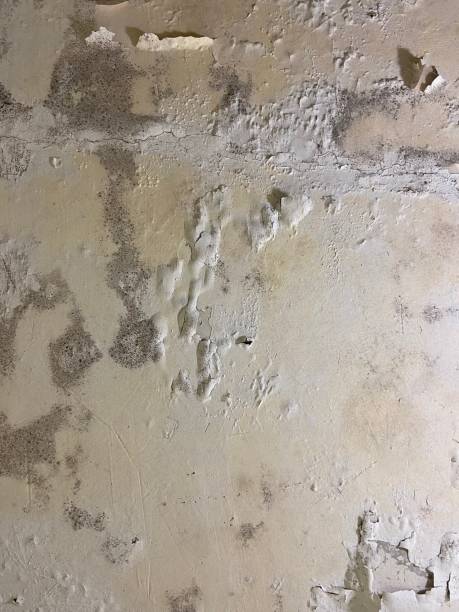 Best Mold Remediation Experts  in Davis, OK