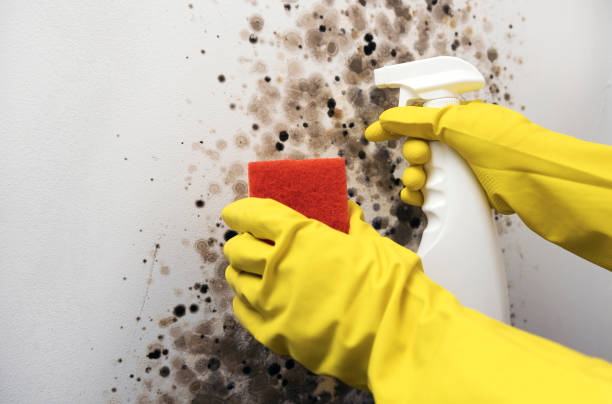 Best Attic Mold Removal  in Davis, OK