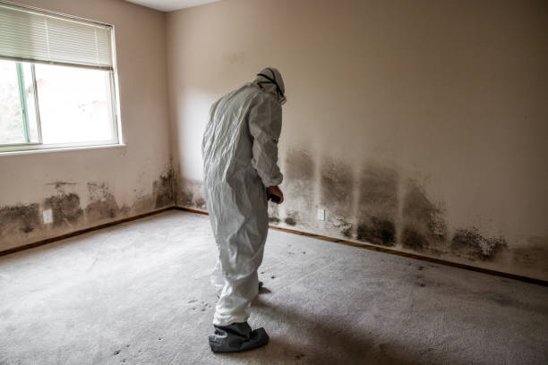 Mold Testing and Removal in Davis, OK