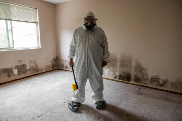 Best Emergency Mold Removal  in Davis, OK