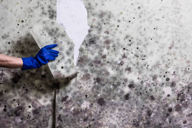 Best Residential Mold Removal  in Davis, OK