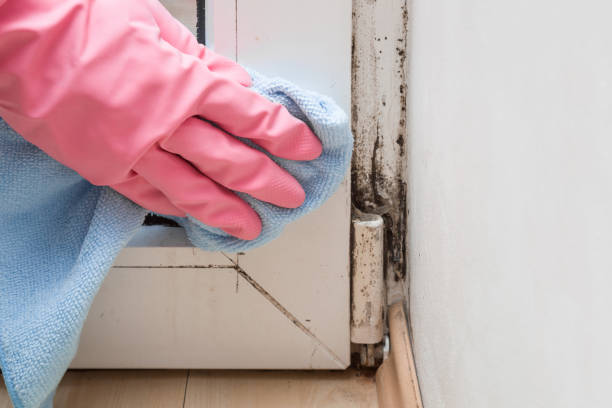 Davis, OK Mold Removal Company