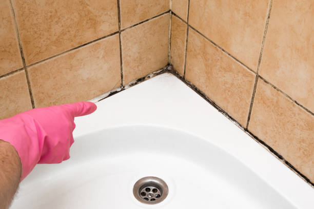 Best Mold Removal Company Near Me  in Davis, OK